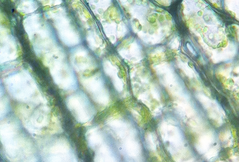 chloroplast cells
