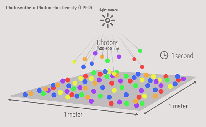 photosynthetic photon flux density ppfd