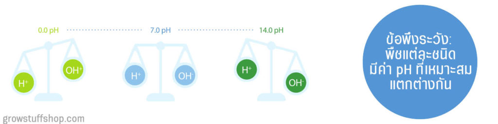 ค่า pH กรด เบส ส่งผลต่อการดูดซึมอาหารของพืชยังไง 6
